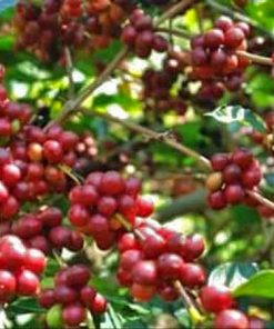 Mandheling best coffee beans