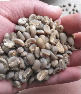 Coffee bean supplier