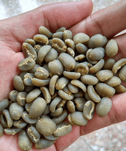 coffee beans wholesale supplier