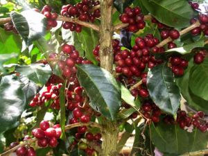 Wine Arabica Gayo Coffee