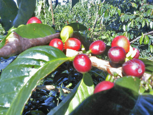 supplier of coffee beans