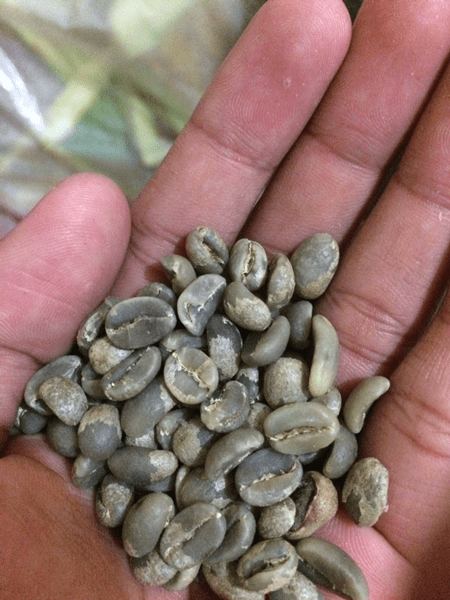 Bali kintamani coffee beans