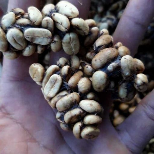 Gayo civet coffee beans