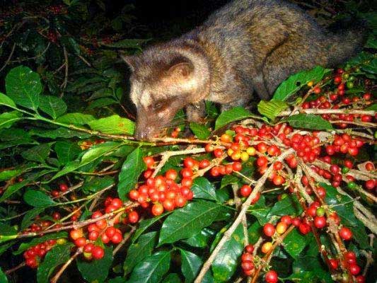 Gayo luwak coffee beans