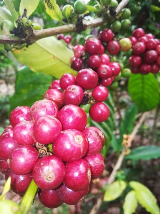 Lampung Robusta Coffee Green Beans