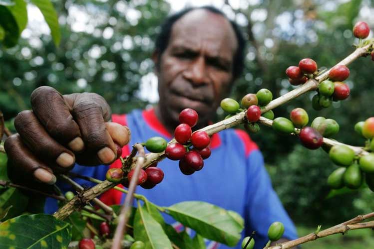 Papua Wamena kaffebönor