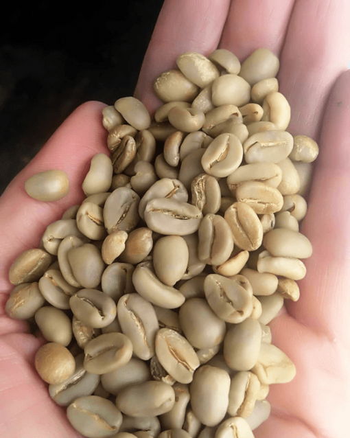 coffee bean supplier