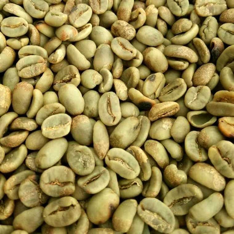 Java robusta coffee bean