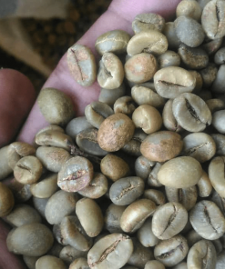 Java robusta unroasted coffee bean