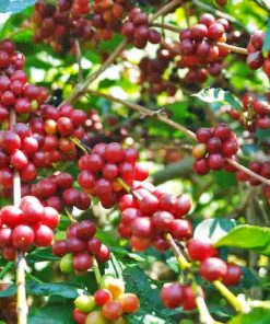 Java robusta unroasted coffee green beans