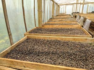 Gayo arabica coffee - natural dry process