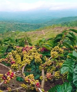 Sumatra robusta Coffee