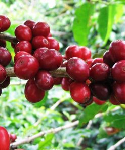 Sidikalang robusta coffee grean bean