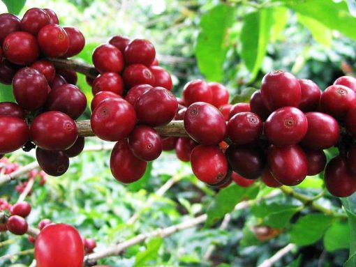 Sidikalang robusta coffee grean bean
