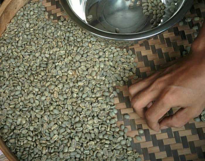 toraja kalosi coffee green bean