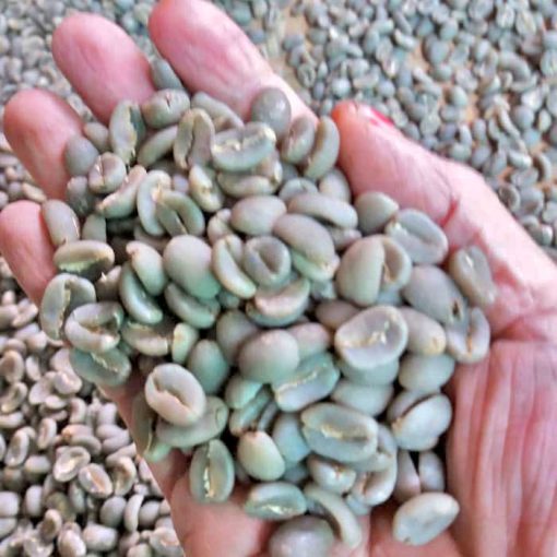 toraja kalosi coffee green beans