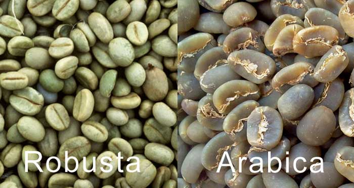 robusta arabica coffee