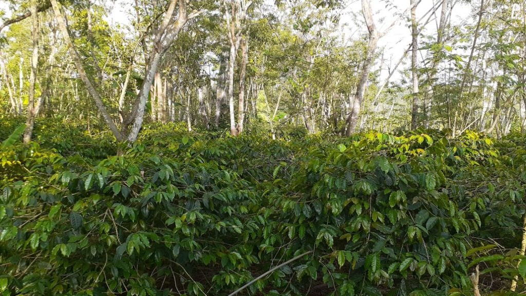 wild coffee tree of bali organic whole bean coffee