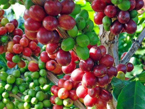 Java preanger coffee