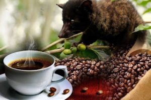 wild civet poop coffee beans