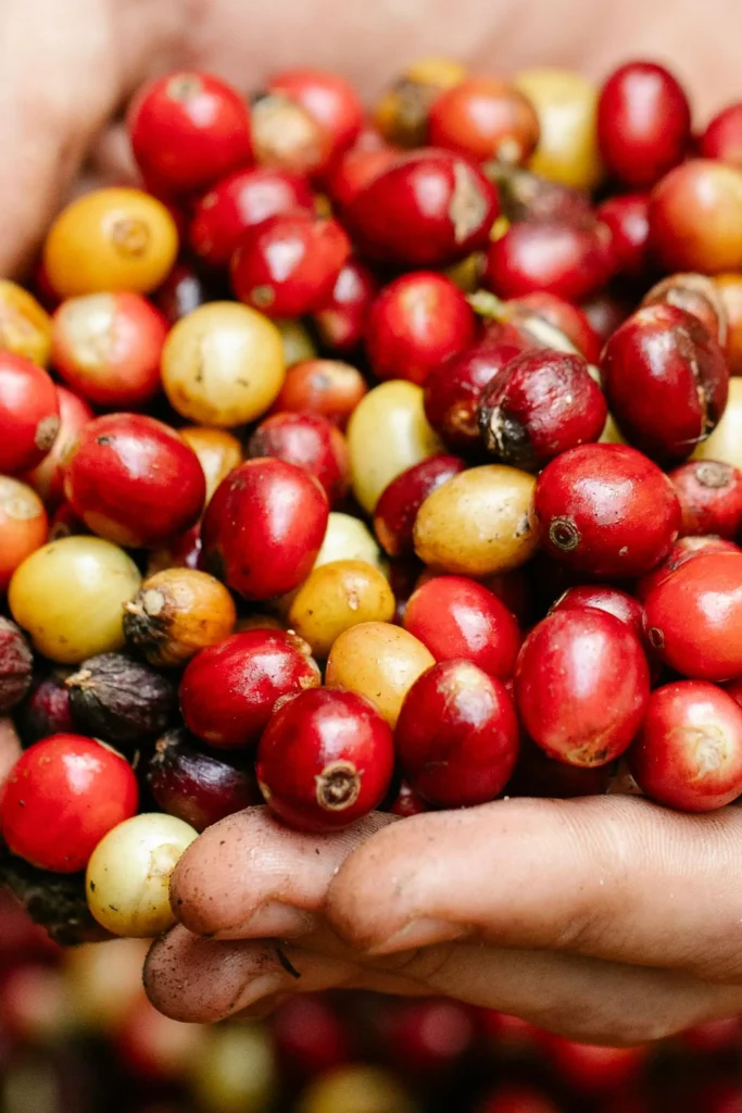 coffee supplier