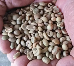 java robusta coffee beans