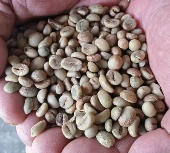 java robusta coffee beans