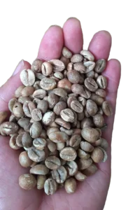 Robusta Coffee Beans Grade 2